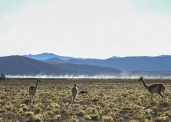Argentina se alista para un salto de magnitud como productor mundial de litio