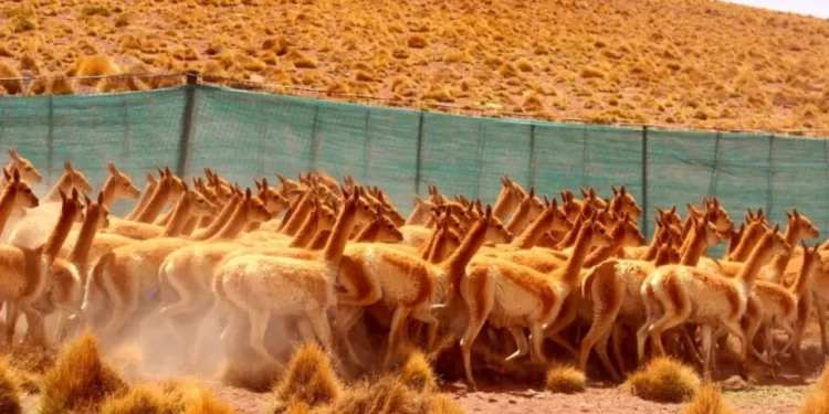 Chakus. Jujuy planifica batir su récord de esquila sustentable de vicuñas